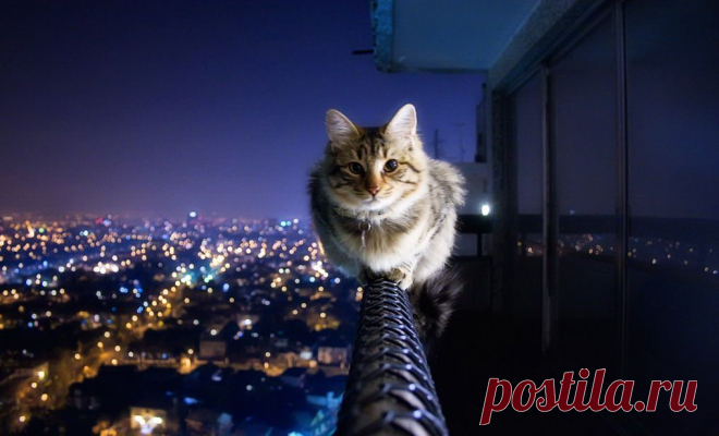 Today is Caturday — Fearless