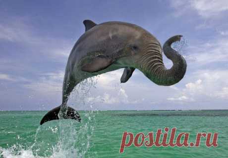Elepahnt-Dolphin.jpg (600×417)