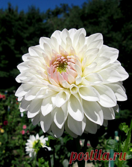 Brilliant White Dahlia, V. Ryecroft Brenda T | One of the hu… | Flickr