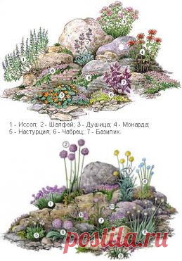 цветы для альпийской горки - Поиск в Google