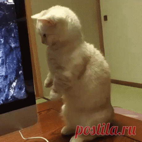 Пост обожания наших любимых котиков