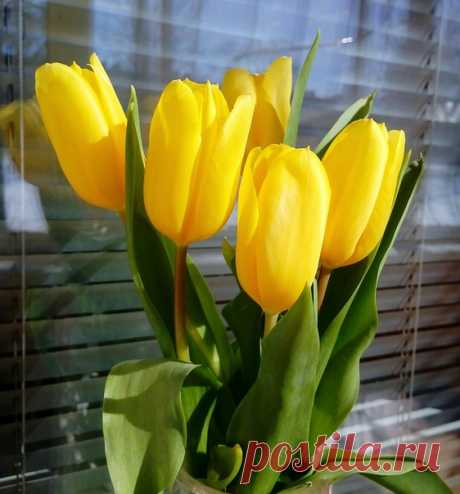 ˙·•●ღ♡ܓ Доброе утро всему, всему свету! Счастья друзьям и отличного дня! Солнышка ясного, мирного неба, Много здоровья желаю всем я. Пусть никогда в дом ваш боль не стучится, Не заметают дороги снега.... И никогда не отпустит синицу Ваша ладонь, чтоб искать журавля. •●ღ♡ܓ Автор фото Ксения Миронова 　　　　　　˙