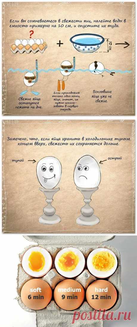 Интересные факты о яйцах | Мастер-классы в картинках