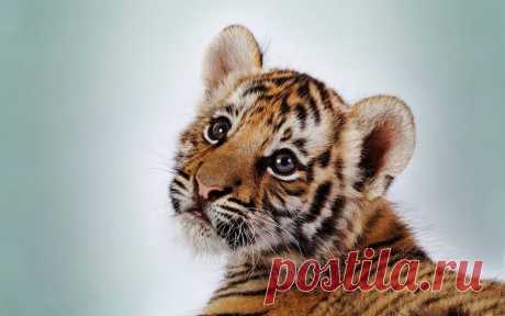 Download Cute Orange Tiger Cub Wallpaper | Wallpapers.com Download Cute Orange Tiger Cub wallpaper for your desktop, mobile phone and table. Multiple sizes available for all screen sizes. 100% Free and No Sign-Up Required.