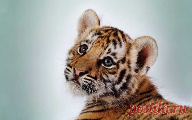 Download Cute Orange Tiger Cub Wallpaper | Wallpapers.com Download Cute Orange Tiger Cub wallpaper for your desktop, mobile phone and table. Multiple sizes available for all screen sizes. 100% Free and No Sign-Up Required.