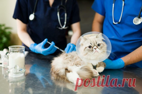 Панлейкопения кошек.

Кошачья чума, также известная как вирус панлейкопении кошек или парвовирус кошек - это разрушительное и иногда смертельное заболевание кошек. Она также известна как кошачья лихорадка, кошачья чума, кошачий агранулоцитоз.

Изображение от tonodiaz на Freepik