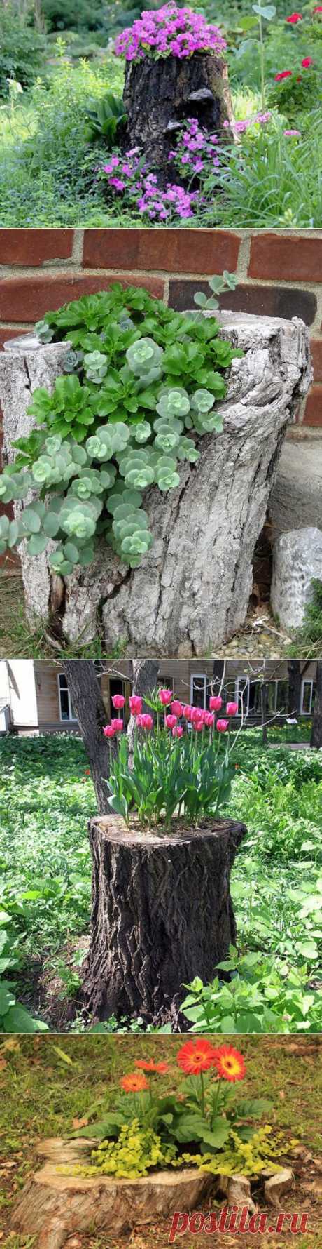 Оригинальный садовый декор: 25 старых пней, превращённых в яркие цветники