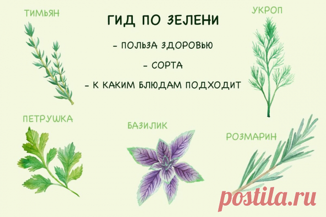 Укроп для желудка, кинза от давления, кервель в салат. Полный гид по зелени! | Fresh.ru домашние рецепты | Яндекс Дзен