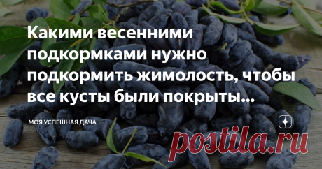 Какими весенними подкормками нужно подкормить жимолость, чтобы все кусты были покрыты ягодами