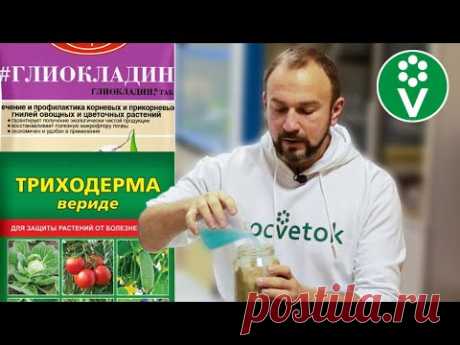 ОЖИВИТЕ ТРИХОДЕРМУ! Простой способ получить в 10 раз больше пользы от биопрепарата