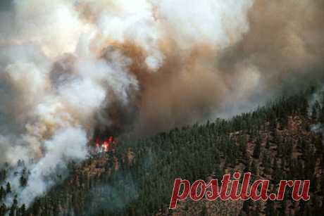 Лесные пожары в США стали опаснее из-за глобального потепления. Ученые Университета Колорадо в Боулдере выяснили, что с 2000 года лесные пожары в США стали более масштабными, частыми и распространенными. К такому выводу исследователи пришли, проанализировав данные о более чем 28 тысячах пожаров, произошедших в период с 1984 по 2018 год.