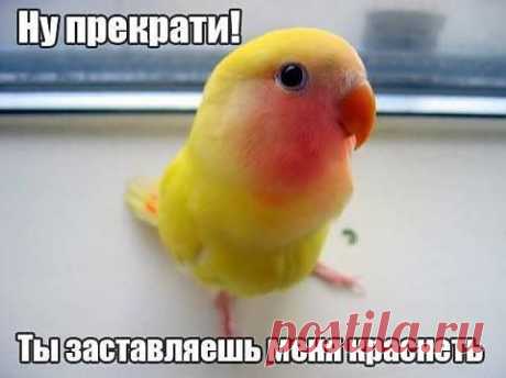 Застеснялся....