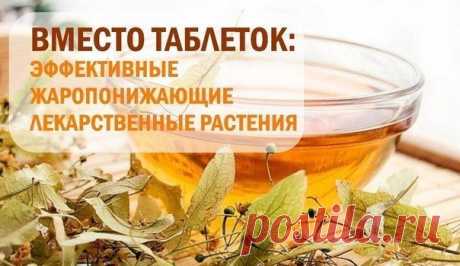 Самые эффективные жаропонижающие лекарственные растения вместо таблеток: | Human psychology