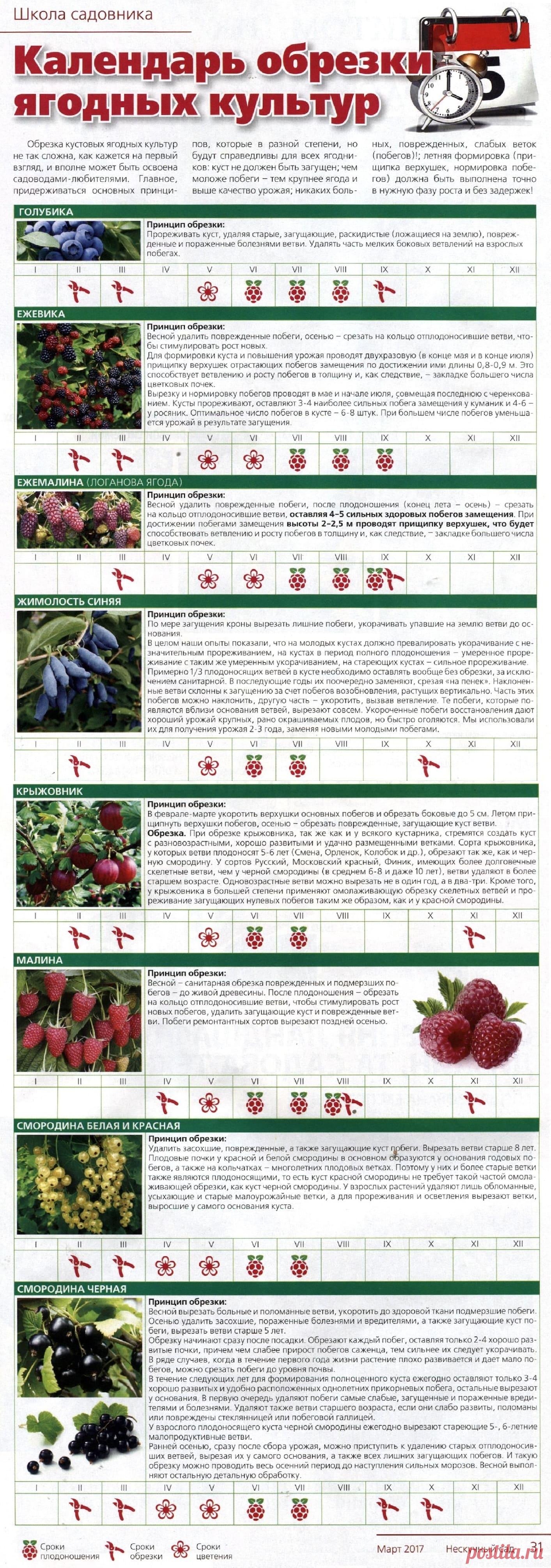 Календарь обрезки ягодных культур