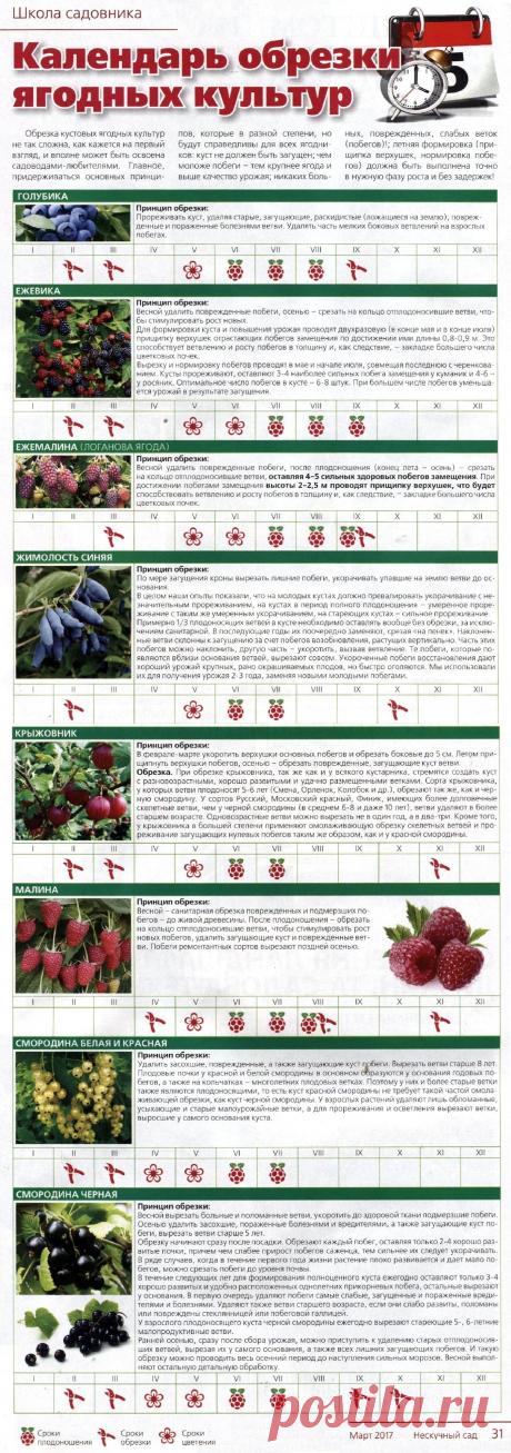 Календарь обрезки ягодных культур