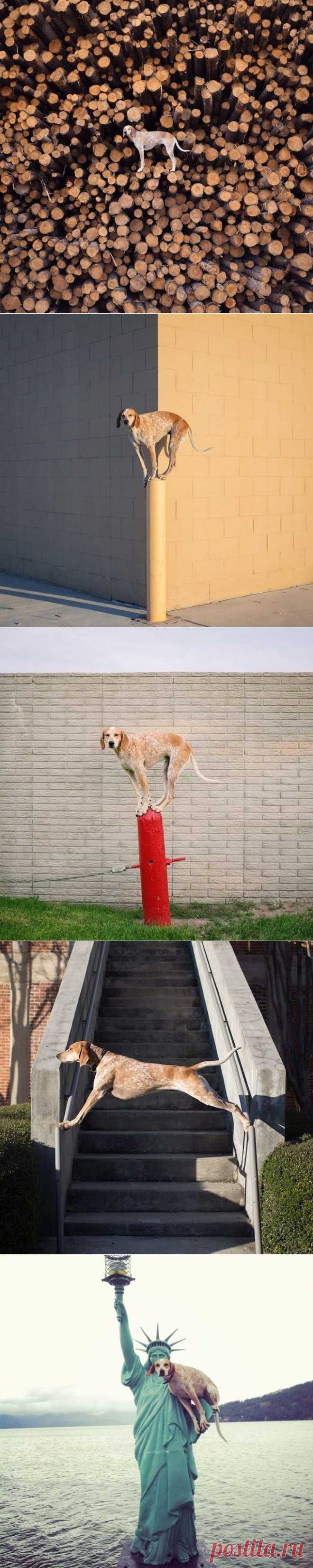 Необычные места для фотографий животного / Питомцы