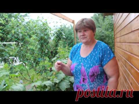 Огурцы в мешках.