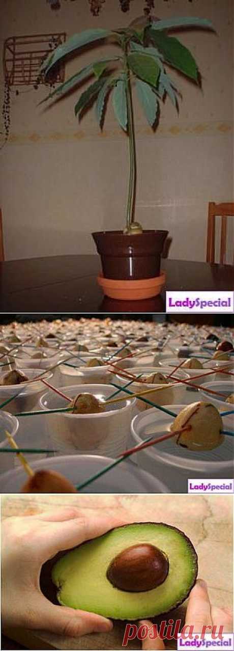 Как вырастить авокадо из косточки? - Женский журнал LadySpecial.ru