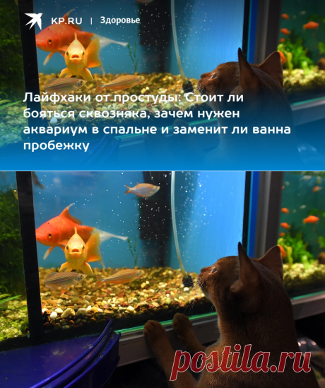 2023--Лайфхаки от простуды: Стоит ли бояться сквозняка, зачем нужен аквариум в спальне и заменит ли ванна пробежку - KP.RU