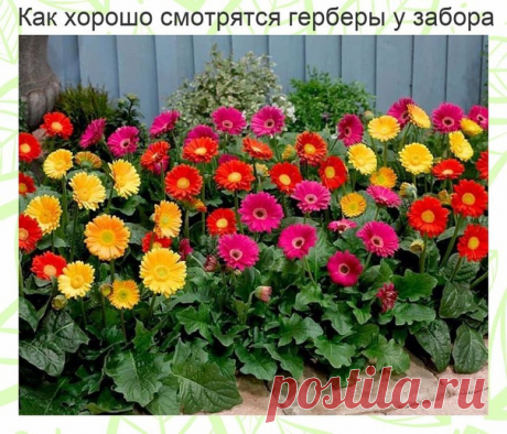 Все о даче