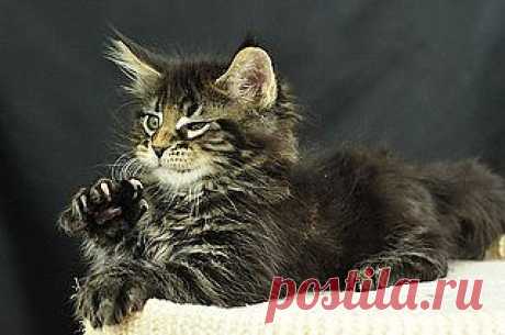 Maine Coon Kittens: Odin | Flickr - Photo Sharing!