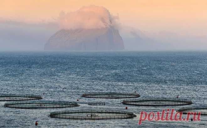 Росрыболовство предложило запретить импорт рыбы с Фарерских островов. Федеральное агентство по рыболовству (Росрыболовство) предложило правительству запретить импорт в Россию рыбной продукции с Фарерских островов — автономной территории в составе Дании.