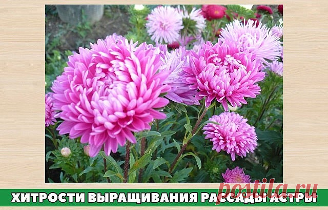 Хитрости выращивания рассады астры.
Выращивание астры не требует много времени. Мы поговорим о некоторых моментах, которые вам пригодятся при выращивании астры.
Однолетняя астра очень неприхотливое растение. Практически все сорта астры
светолюбивые растения, поэтому место для посадки лучше выбирать открытое, солнечное.
К почвам она не требовательна. Предпочитает плодородные легкие суглинистые или супесчаные почвы с нейтральной реакцией почвы. Не любит тяжелых, кислых, пере...