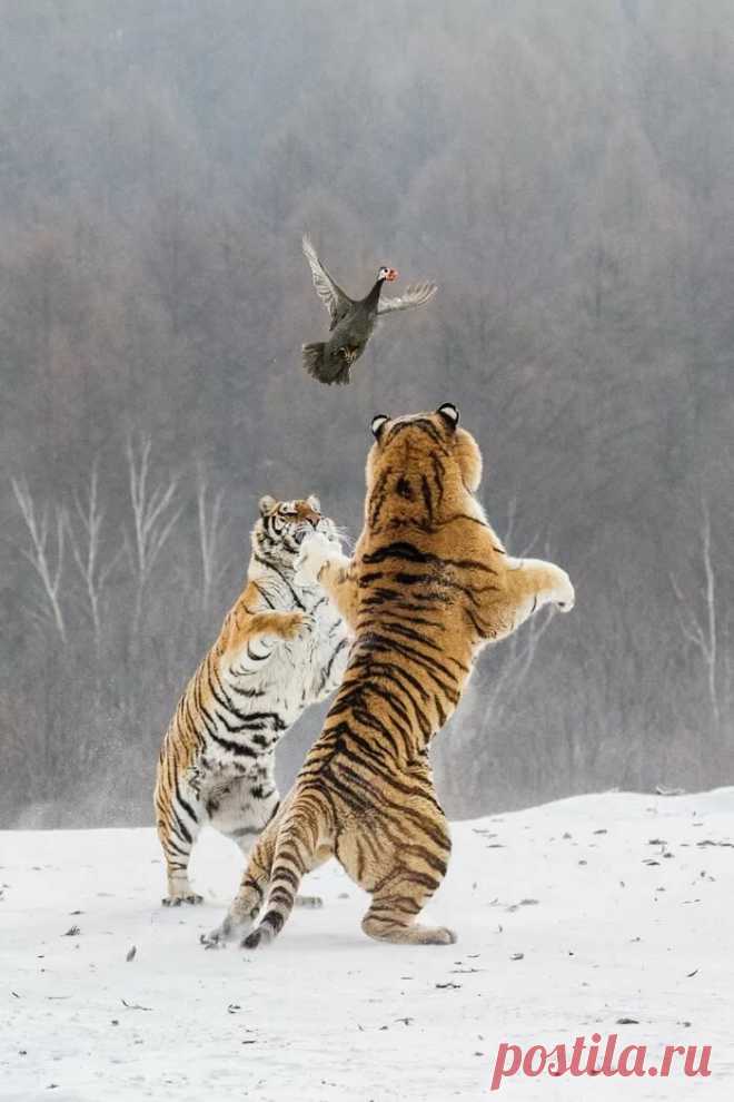 «Тигрята» — карточка пользователя Нина Исаенкова в Яндекс.Коллекциях
