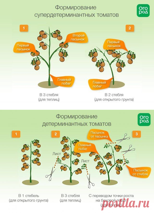 Формирование томатов в открытом грунте схема