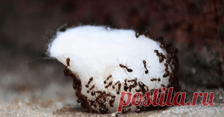 Лучшие натуральные ловушки для уничтожения муравьев, слизней и улиток!