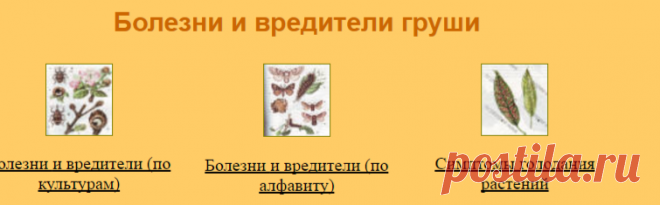 Болезни и вредители груши. Меры борьбы, симптомы и признаки болезни груши.