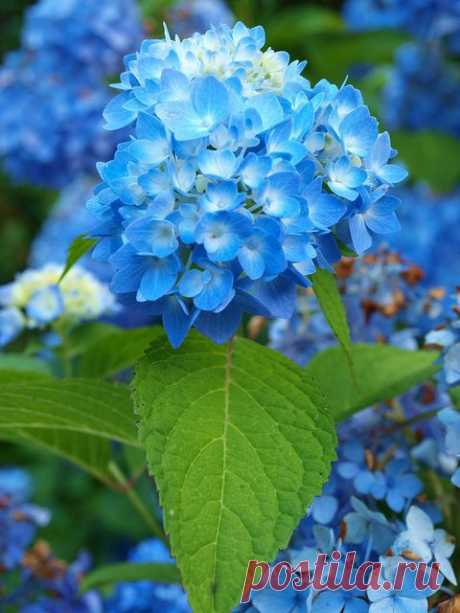 Hydrangea...
