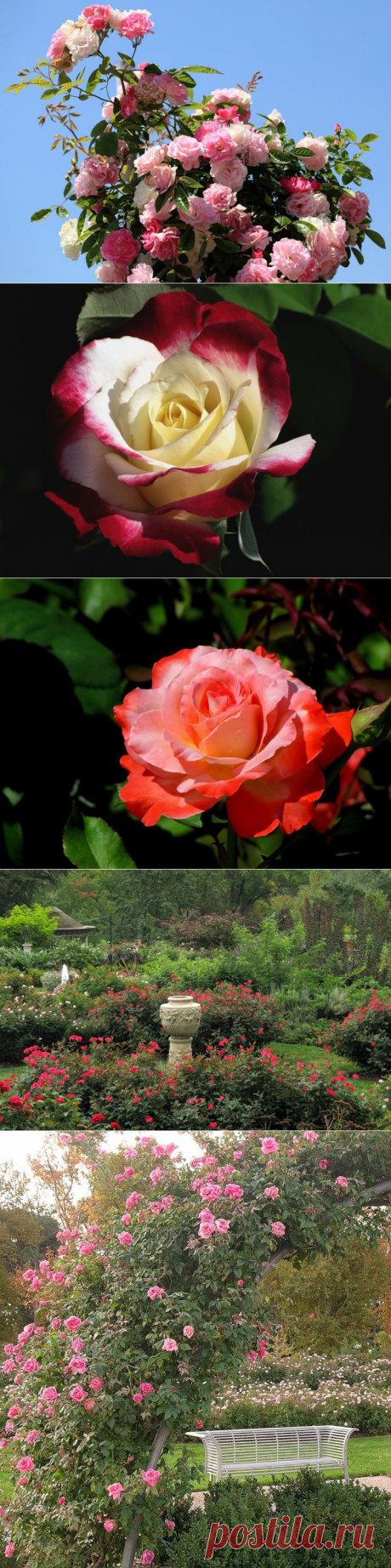 Розы и розовые сады./ LiveInternet