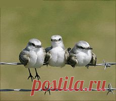ПТИЦЫ