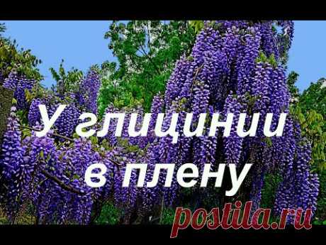 У глицинии в плену.  Релаксация.
Смотреть до конца. Там самое интересное)
Музыка взята из фонотеки Ютуба!