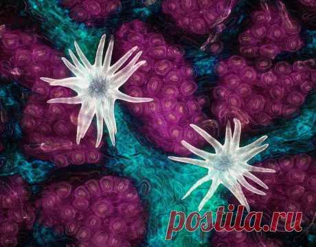Конкурс микрофотографии Nikon Small World 2021 Конкурс микрофотографии Nikon small world является старейшим и самым уважаемым конкурсом такого рода в мире. Это демонстрации красоты, сложности и совершенства природы, наблюдаемой через микроскоп.
Об...