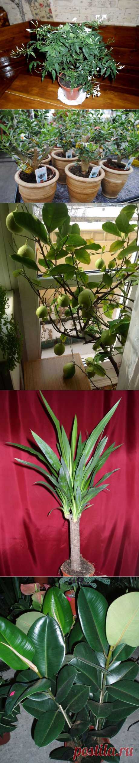 10 самых популярных растений для гостиной / Домашние растения / 7dach.ru