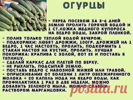 ВЫРАЩИВАНИЕ ПЕКИНСКОЙ КАПУСТЫ: ОСНОВЫ И СЕКРЕТЫ УРОЖАЯ 
Выращивание пекинской капусты считается доступным каждому огороднику, будь то «зеленый» новичок или бывалый садовод со стажем. Растет этот неприхотливый овощ хорошо и быстро, легко получить два урожая за сезон, хранится великолепно, вкусен и полезен чрезвычайно, вот только есть у него три беды: стрелкование, крестоцветная блошка и слизни. 
Первый и самый важный секрет хорошего урожая пекинской капусты: сажать ее нужно...