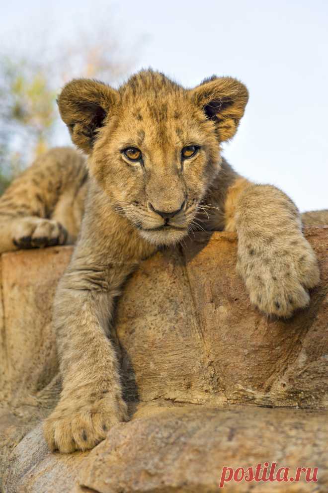 StudioView Posing well on the stone by Tambako The Jaguar    	
Via Flickr: 	
A lion cub posing in a quite cool position!