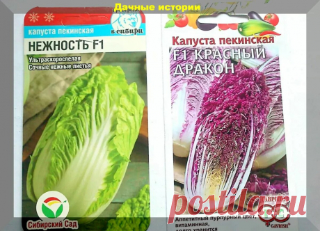 Советы по выращиванию пекинской и других видов листовой капусты, гарантирующие крупные кочаны | Дачные истории | Яндекс Дзен