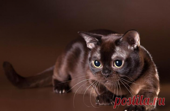 Самые милые коты в мире: породы, описание, характеристика, фото: Бурманская кошка