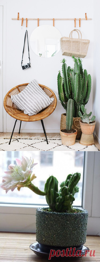 Домашние кактусы в интерьере помещения - фото примеров