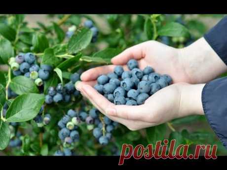 Элитная Техника посадки УРОЖАЙНОЙ Голубики