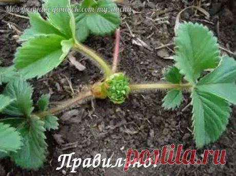 Не стоит забывать.. Клубника