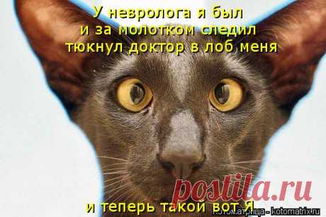 Котоматрица: У невролога я был и за молотком следил тюкнул доктор в лоб меня...