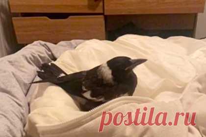 Девушка напилась с друзьями, поймала сороку и принесла ее к себе в постель. Пользовательница TikTok рассказала, как она напилась с друзьями, поймала на улице сороку и решила принести ее домой. На кадрах выложенного видео Эни Эванс держит в руках сороку, плачет и говорит, что она не хочет расставаться с птицей. В итоге ни парень, ни подруга девушки не смогли разлучить ее с животным.