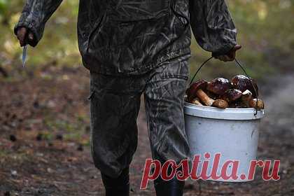Россиян предупредили о девятилетних тюремных сроках за сбор грибов. В России в октябре вступит в силу статья Уголовного кодекса, предусматривающая ответственность за уничтожение или повреждение краснокнижных видов грибов и растений. Максимальным наказанием за сбор таких грибов будет девятилетний тюремный срок, предупредила россиян адвокат Татевик Чугурян.