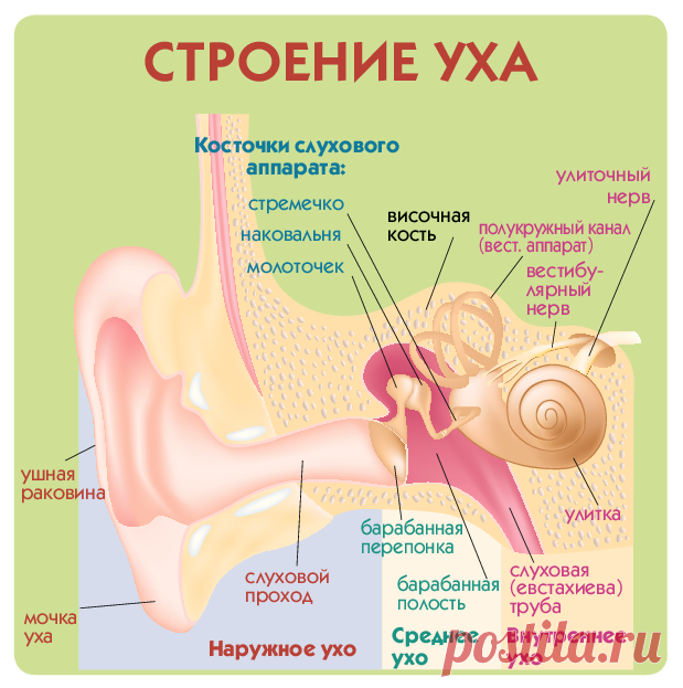 Анатомия уха. Строение среднего уха анатомия. Наружное ухо строение. Строение уха биология. Строение уха человека анатомия.