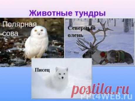 Презентация учителя