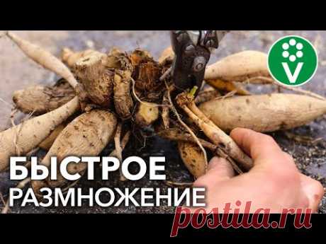 КАК ОЖИВИТЬ ГЕОРГИНЫ? Проращивание и черенкование георгинов весной
